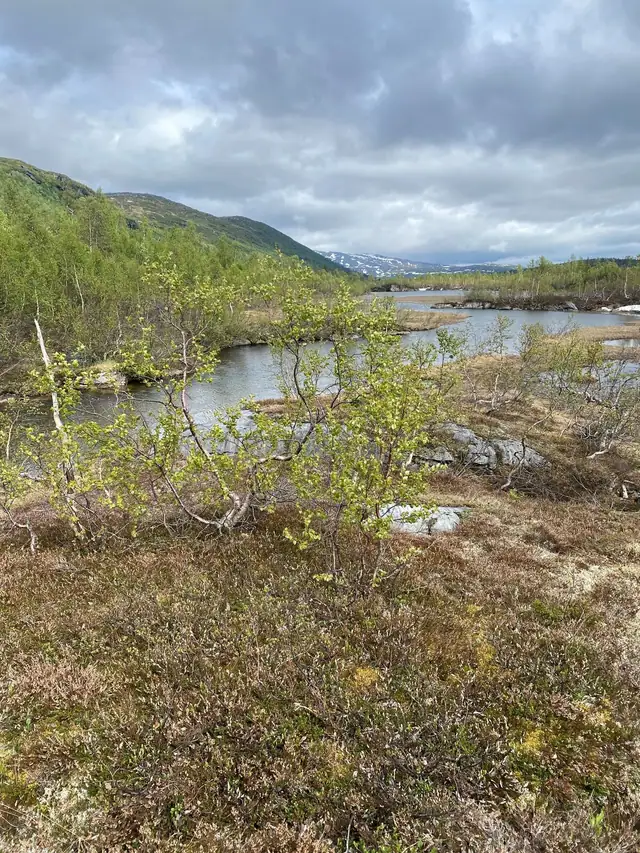 Nydelig/god fiskeplass bekk/tjønn kun 60-70 meter fra hytta.